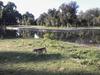Mi experiencia corriendo con mascotas