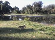 Mi experiencia corriendo con mascotas