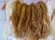 Los beneficios del ginseng en los deportistas