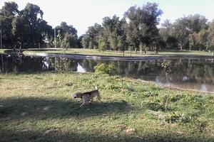 Mi experiencia corriendo con mascotas