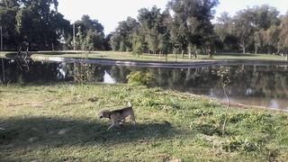 Mi experiencia corriendo con mascotas