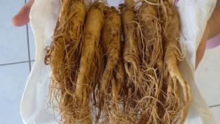 Los beneficios del ginseng en los deportistas