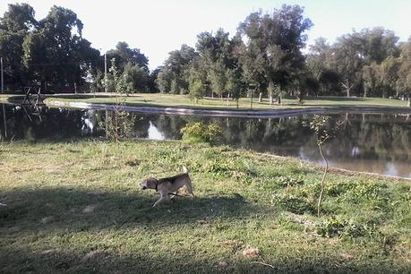Mi experiencia corriendo con mascotas