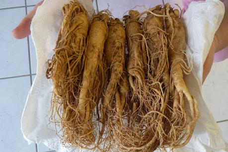 Los beneficios del ginseng en los deportistas