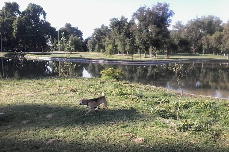 Mi experiencia corriendo con mascotas