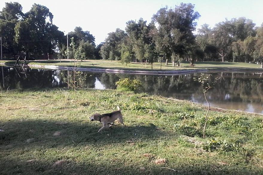 Mi experiencia corriendo con mascotas